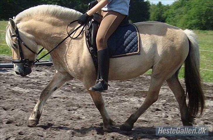 Fjordhest Freja | Stjerneponyen<3. - Freja der blir redet.. billede 20