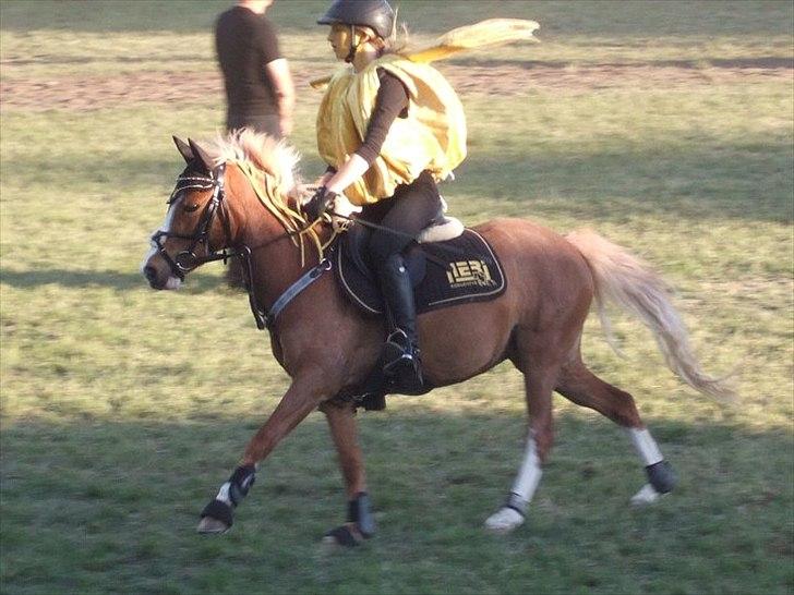 DSP Moonjam´s Symfoni - Roskilde Dyrskue 2011 billede 18