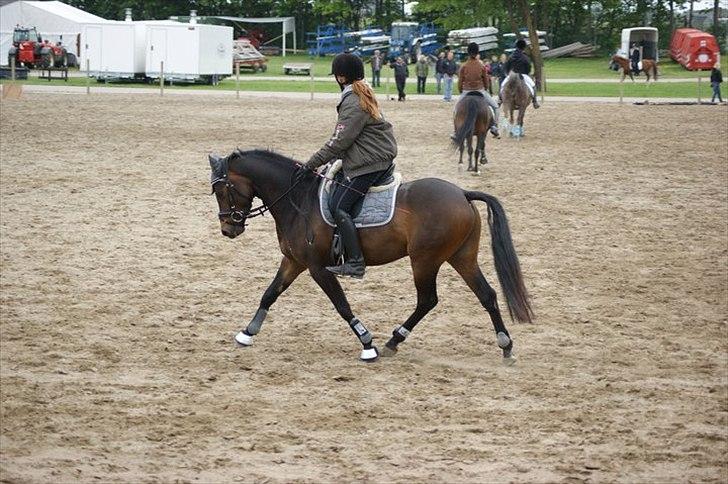 DSP Moonjam´s Mr. Sunshine billede 15