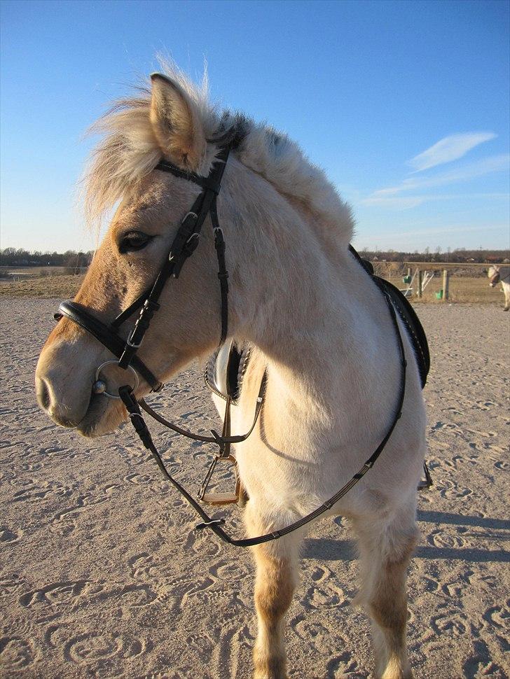 Fjordhest Sanita Dalsgaard billede 5