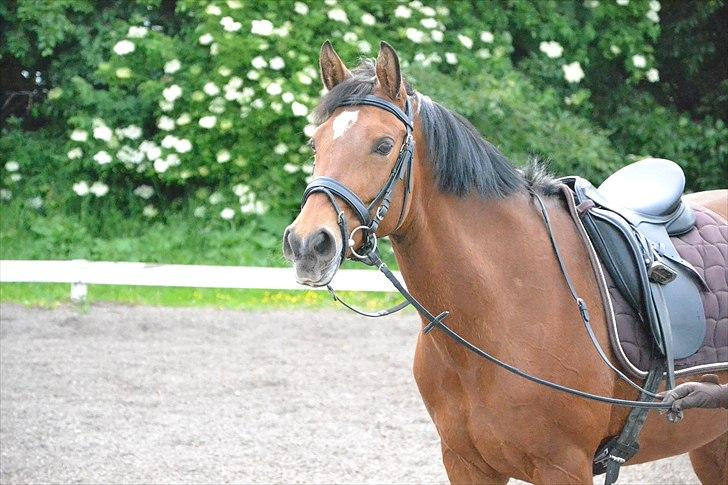 Hollandsk Sportspony Andorra *B-pony* Solgt billede 11