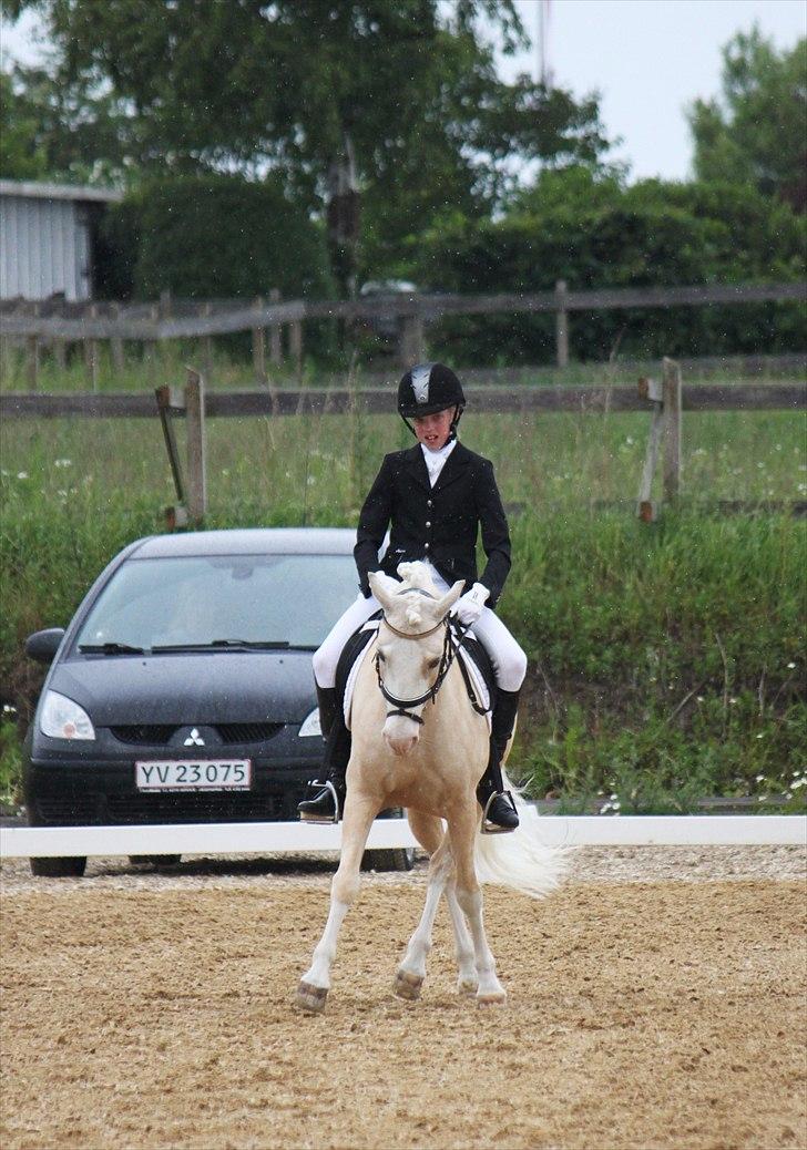 Welsh Pony af Cob-type (sec C) Rosengårdens Nakuma - 3# Louise & Nakuma i schenkelvigning i LA1 til distriktsmesterskabet - som de vandt! :) D. 18/6-11. Foto: Mig billede 3