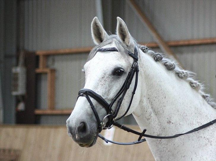 Hannoveraner Stella - *død* - 19/6-2011
første stævne hvor vi vandt LB! med 65,9% og LB3 med 63% billede 1