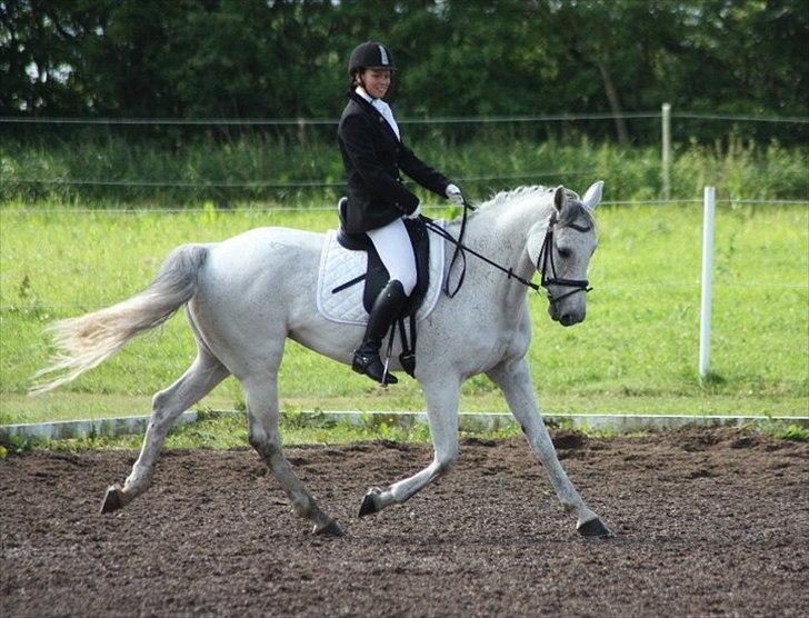Hannoveraner Stella - *død* - 19/6-2011
første stævne hvor vi vandt LB! med 65,9% og LB3 med 63% billede 2