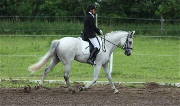 Hannoveraner Stella - *død* - 19/6-2011
første stævne hvor vi vandt LB! med 65,9% og LB3 med 63% billede 3
