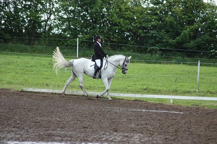 Hannoveraner Stella - *død* - 19/6-2011
første stævne hvor vi vandt LB! med 65,9% og LB3 med 63% billede 4