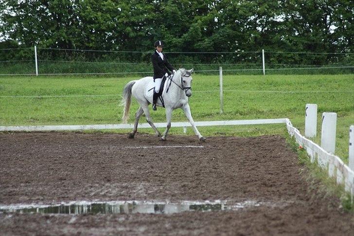 Hannoveraner Stella - *død* - 19/6-2011
første stævne hvor vi vandt LB! med 65,9% og LB3 med 63% billede 5