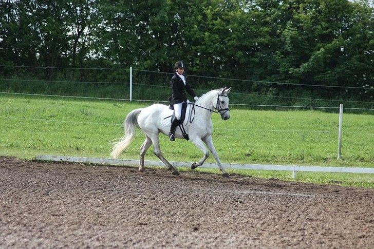 Hannoveraner Stella - *død* - 19/6-2011
første stævne hvor vi vandt LB! med 65,9% og LB3 med 63% billede 7