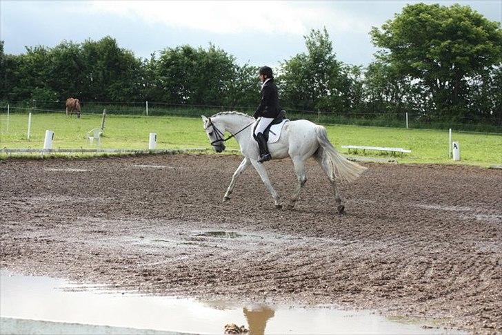Hannoveraner Stella - *død* - 19/6-2011
første stævne hvor vi vandt LB! med 65,9% og LB3 med 63% billede 8