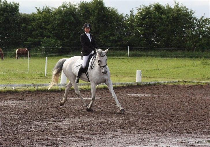 Hannoveraner Stella - *død* - 19/6-2011
første stævne hvor vi vandt LB! med 65,9% og LB3 med 63% billede 12