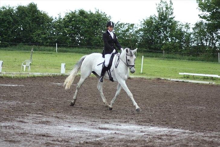 Hannoveraner Stella - *død* - 19/6-2011
første stævne hvor vi vandt LB! med 65,9% og LB3 med 63% billede 14