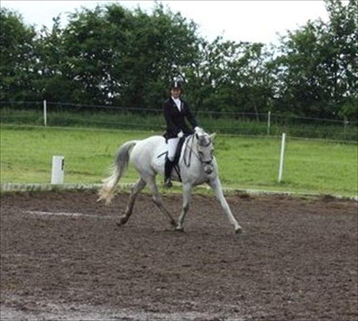 Hannoveraner Stella - *død* - 19/6-2011
første stævne hvor vi vandt LB! med 65,9% og LB3 med 63% billede 15