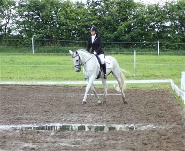 Hannoveraner Stella - *død* - 19/6-2011
første stævne hvor vi vandt LB! med 65,9% og LB3 med 63% billede 16