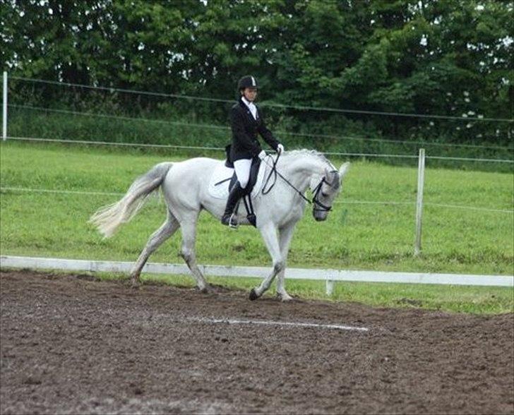 Hannoveraner Stella - *død* - 19/6-2011
første stævne hvor vi vandt LB! med 65,9% og LB3 med 63% billede 17