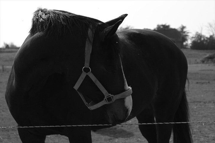 Dansk Varmblod Federica billede 4