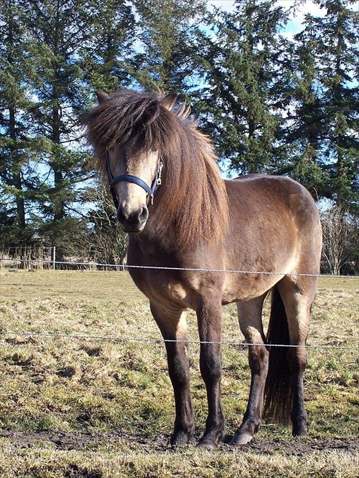 Islænder Taktur fra Engholm - Taktur fra Engholm som 3 års billede 1