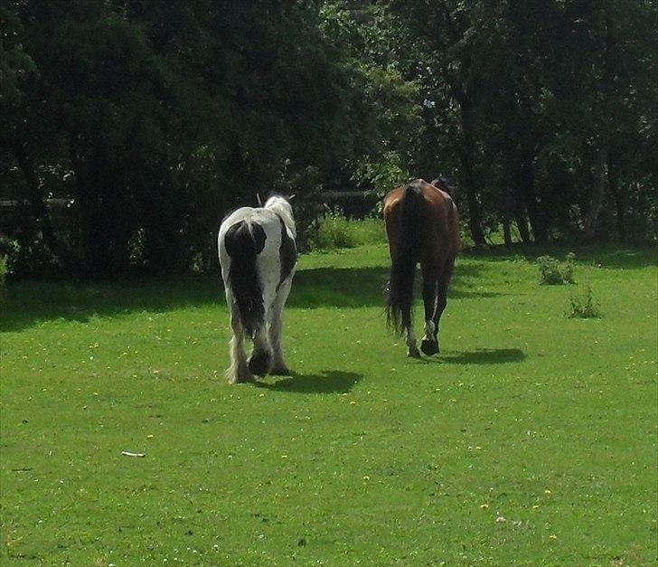 Anden særlig race Dayton - R.I.P. <3 - 20/6-2011 billede 7