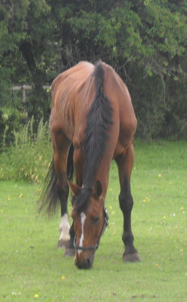 Anden særlig race Dayton - R.I.P. <3 - 20/6-2011 billede 10