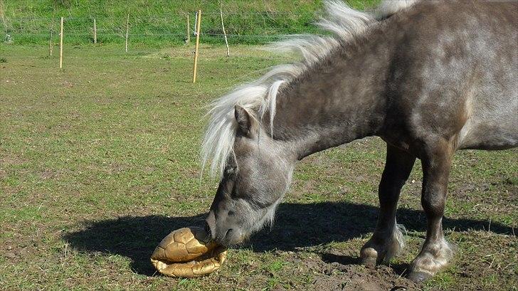 Shetlænder Silver<3 solgt altid elsket og savnet! - silver leger med hans elskede bold<3 :) billede 6