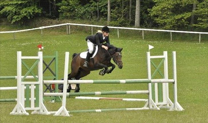 Tysk Sportspony *Hovgaards Walk on Top* SOLGT billede 14