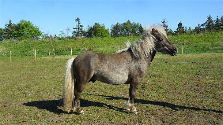 Shetlænder Silver<3 solgt altid elsket og savnet! - silver leger model :D billede 7