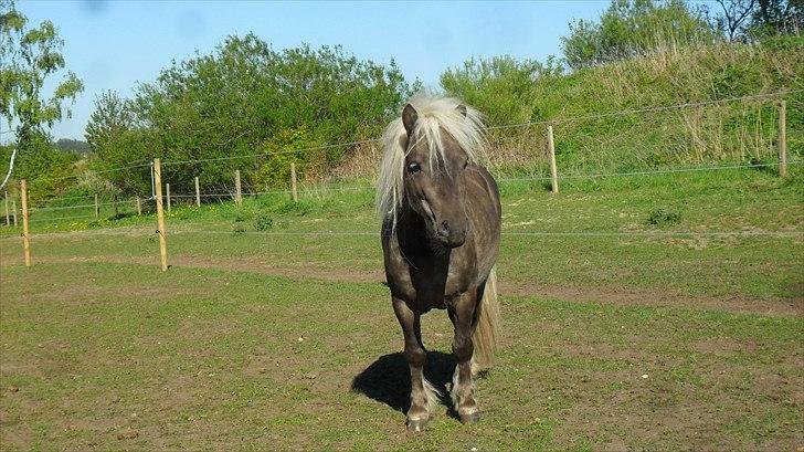 Shetlænder Silver<3 solgt altid elsket og savnet! - du er dejlig <3 :D billede 8