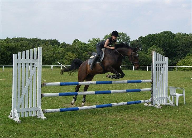 Dansk Varmblod La'cour De'lux - D. 5/6 2011, Fotograf: Sara Grønlund
 billede 8