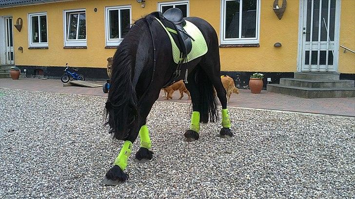 Frieser Mirthe Van De Veenweg *SOLGT* - Mirthe takker for rideturen ;) billede 17