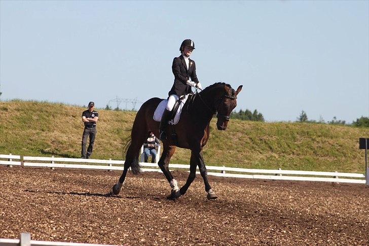 Dansk Varmblod Cato S - SJM individuelt for junior billede 15