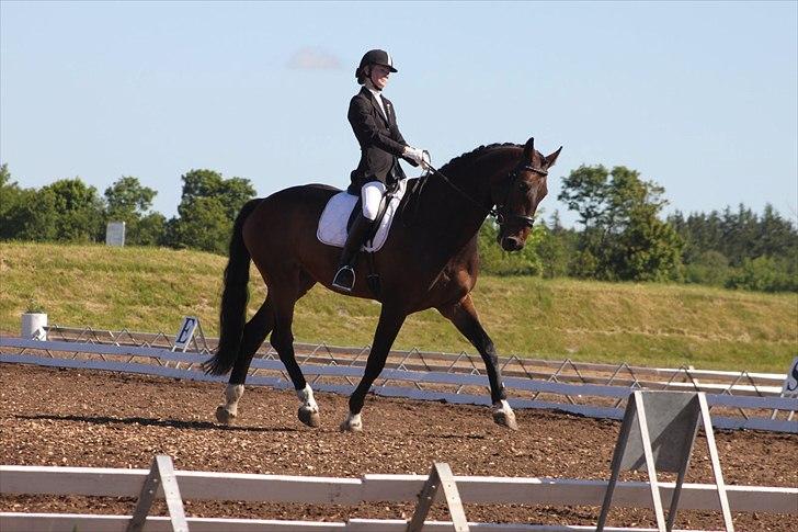 Dansk Varmblod Cato S - SJM individuelt for junior billede 17