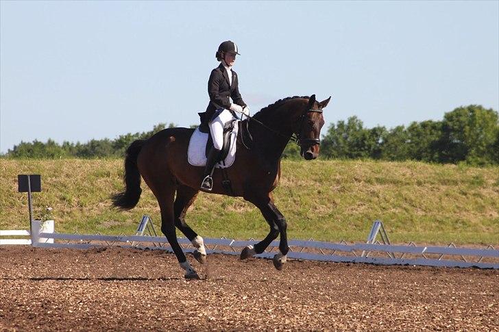 Dansk Varmblod Cato S - SJM individuelt for junior billede 20