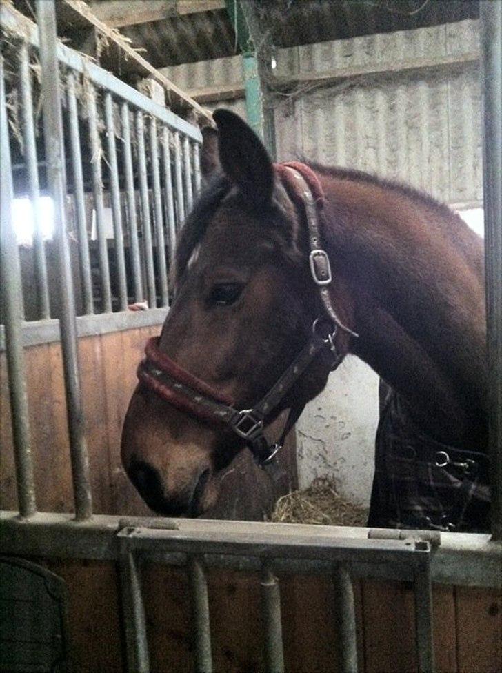 Dansk Varmblod Athena <3 Himmelhest :,( billede 1