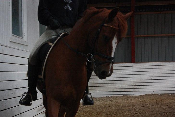 Hollandsk Sportspony Barrichello billede 2