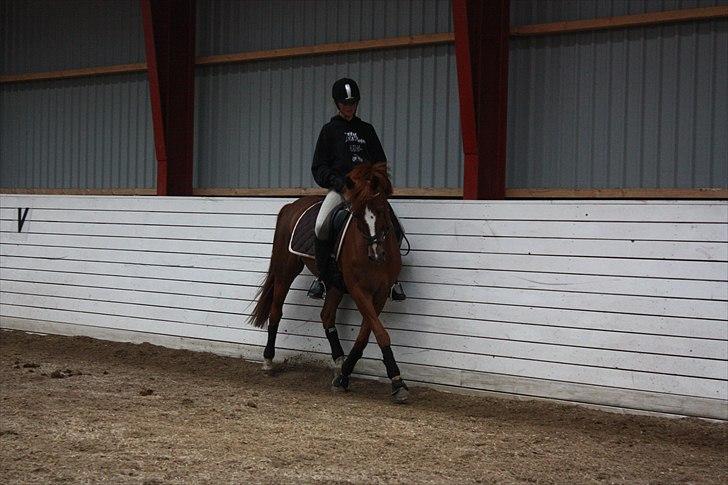 Hollandsk Sportspony Barrichello billede 3