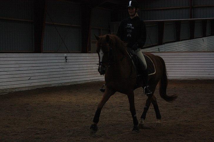 Hollandsk Sportspony Barrichello billede 4