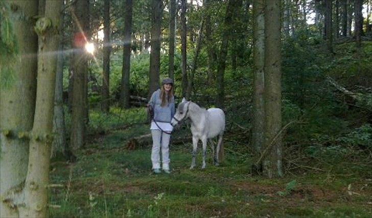 Kaspisk hest Rosmear Aram | Geden/Æsel - Et lidt ældre billede, fra første gang oppe i skoven, hvor han elsker at rende rundt - Helle Munksgaard billede 12