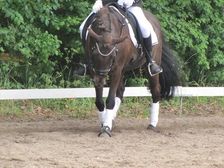 Islænder ~Orka fra Hofi l ~ DRESSURSTJERNEN!<3 - 9. 18/06/11 - HBRK



Skridt for lange tøjler - derfor ser det lidt underligt ud :P

FOTO: Julie Rydahl, tak <3 billede 9