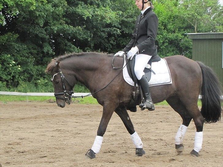 Islænder ~Orka fra Hofi l ~ DRESSURSTJERNEN!<3 - 11. 18/06/11 - HBRK 

FOTO: Julie Rydahl, tak <3

 billede 11