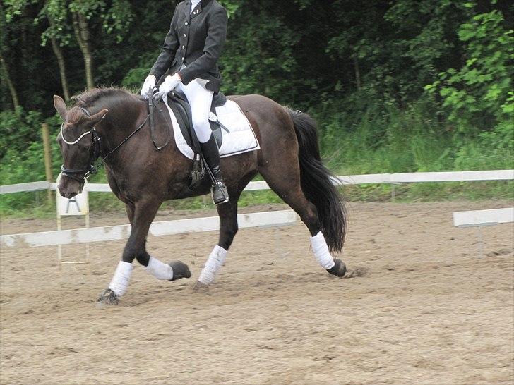 Islænder ~Orka fra Hofi l ~ DRESSURSTJERNEN!<3 - 10. 18/06/11 - HBRK


FOTO: Julie Rydahl, tak <3 billede 10