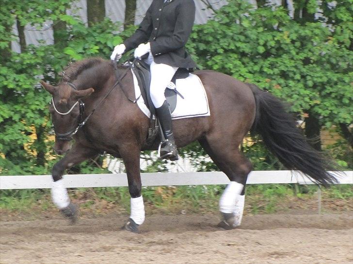 Islænder ~Orka fra Hofi l ~ DRESSURSTJERNEN!<3 - 3. 18/06/11 - HBRK


FOTO: Julie Rydahl, tak <3 billede 3
