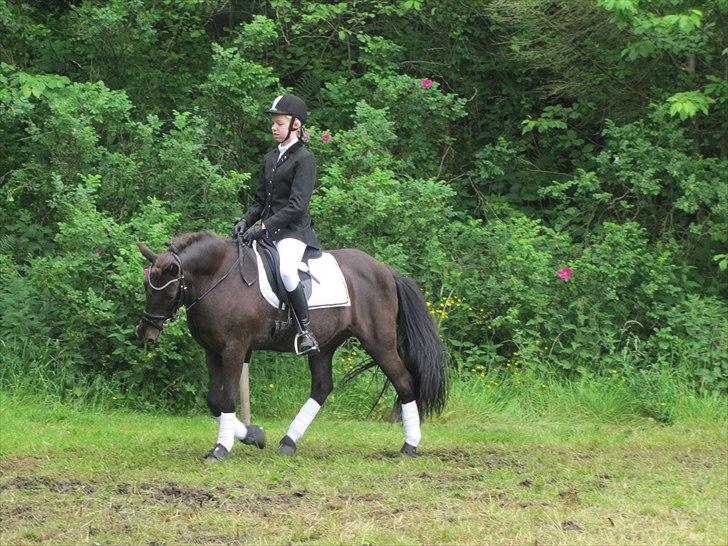 Islænder ~Orka fra Hofi l ~ DRESSURSTJERNEN!<3 - 12. 18/06/11 - HBRK

Opvarmning.

FOTO: Julie Rydahl, tak <3 billede 12