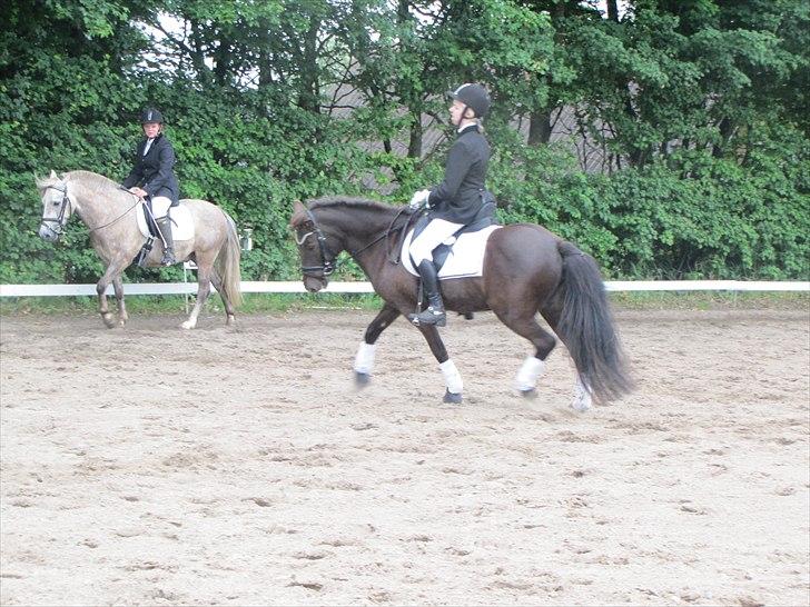 Islænder ~Orka fra Hofi l ~ DRESSURSTJERNEN!<3 - 5. 18/06/11 - HBRK


FOTO: Julie Rydahl, tak <3 billede 5