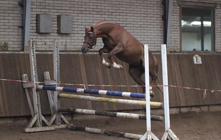 DSP Toftegårdens Belucca  - Løsspring d. 18/06-2011. Foto: Pia Lundberg. billede 2