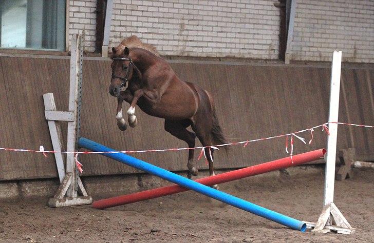 DSP Toftegårdens Belucca  - Løsspring d. 18/06-2011. Foto: Pia Lundberg. billede 3