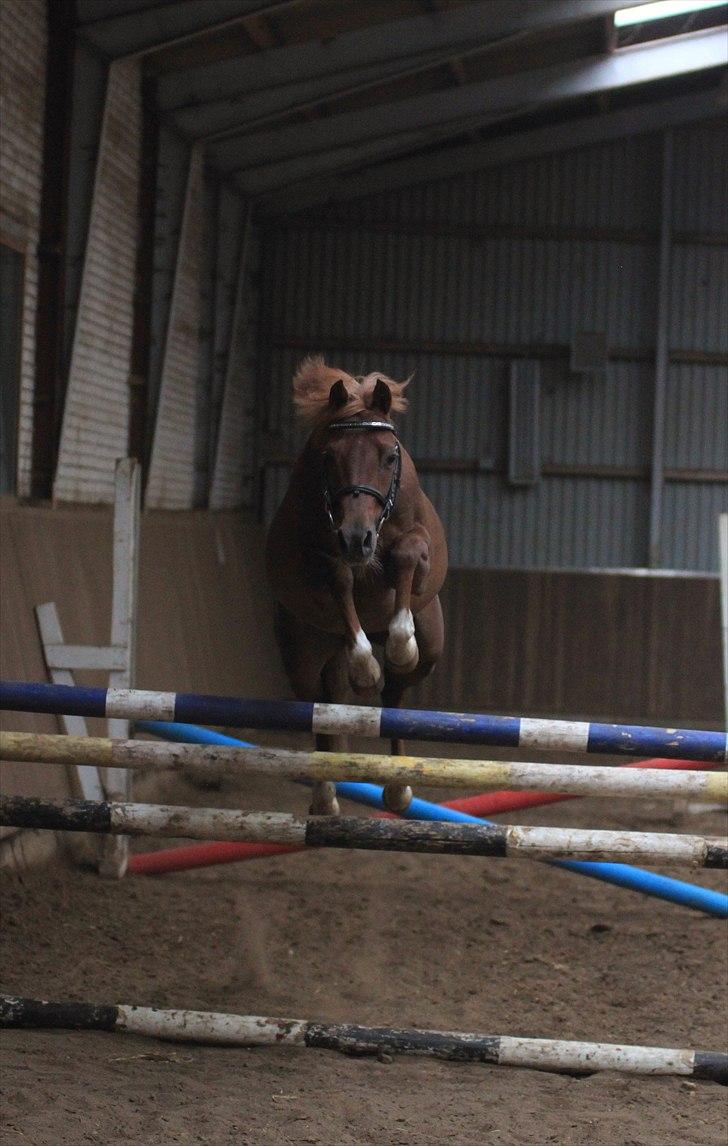 DSP Toftegårdens Belucca  - Løsspring d. 18/06-2011. Foto: Pia Lundberg. billede 5