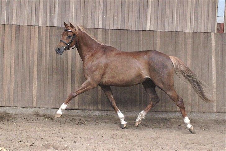 DSP Toftegårdens Belucca  - Løs trav i hal d. 18/06-2011. Foto: Pia Lundberg. billede 4