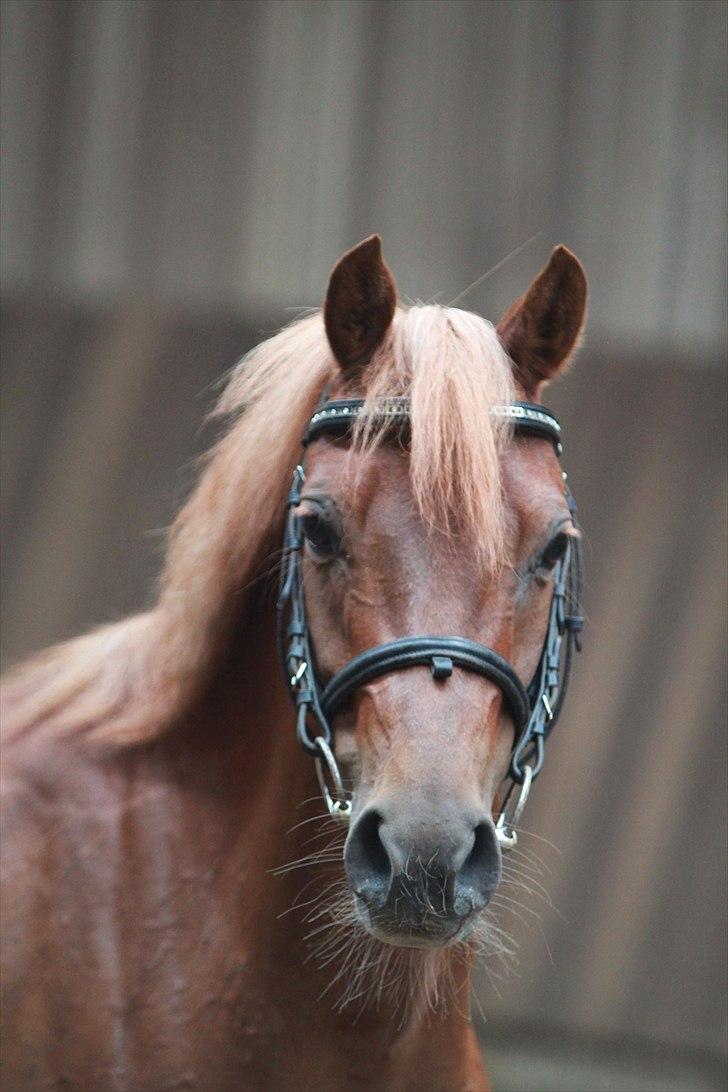 DSP Toftegårdens Belucca  - d. 18/06-2011. Foto: Pia Lundberg. billede 7