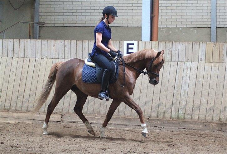 DSP Toftegårdens Belucca  - Træning trav d. 18/06-2011. Foto: Pia Lundberg. billede 14