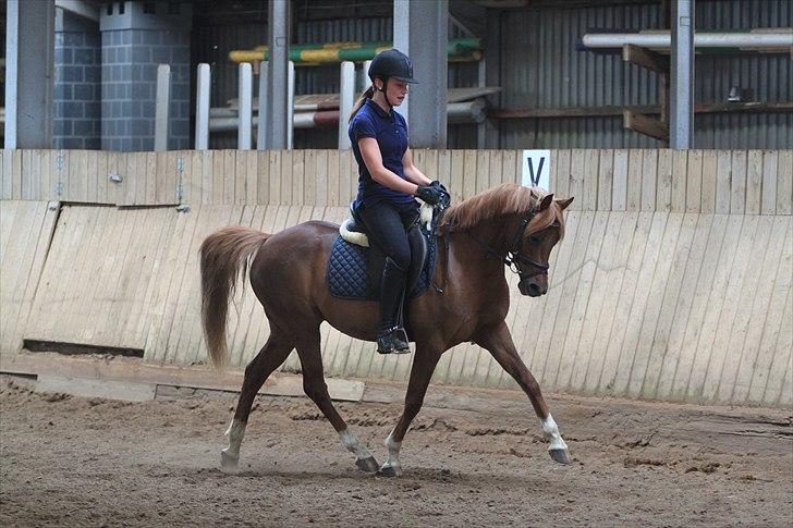 DSP Toftegårdens Belucca  - Træning trav d. 18/06-2011. Foto: Pia Lundberg. billede 16