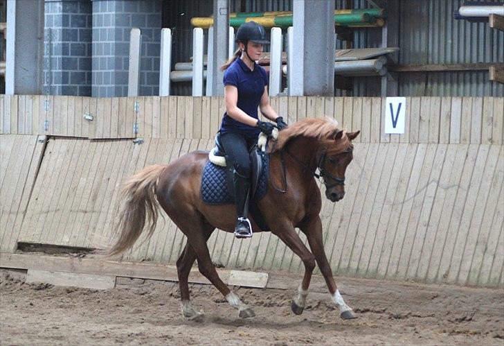 DSP Toftegårdens Belucca  - Træning galop d. 18/06-2011. Foto: Pia Lundberg. billede 18